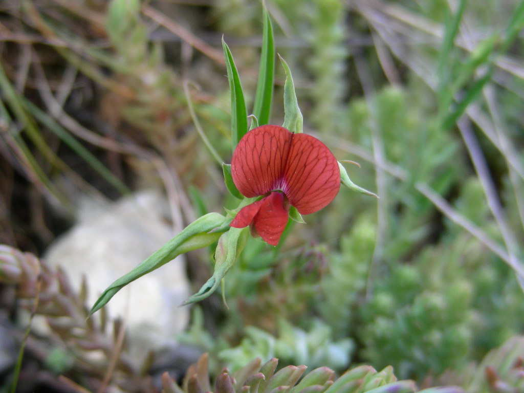 Piccolo fiore rosso ... Lathyrus cicera